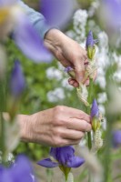 Carefully removing faded flowers from a bearded iris by snapping off the spent flowers neatly at the base with finger and thumb. May.