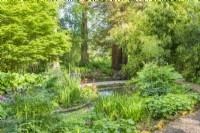 View of bog garden in Cambridge Botanic Gardens in spring. May. Moisture-loving plants including thalictrum, rheum, irises, primulas and bamboos.