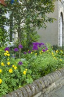 Small front garden behind a low brick wall planted with purple alliums, yellow Welsh poppies - Meconopsis cambrica - Brunnera, lilies and a crab apple tree. May.