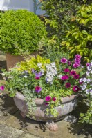 Colourful bedding plants in a terracotta bowl on a patio in June. Box topiary ball in a container. June.
