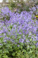 Lunaria annua 'Corfu Blue'. April. Spring.