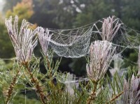 Dewy Garden spider webs on Callistemon