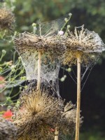 Dewy Garden spider webs on allium seedheads