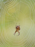 Araneus diadematus - Garden spider on web
