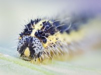Pieris brassicae - Large White Caterpillar