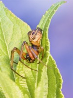 Steatoda nobilis - False widow spider resting on leaf