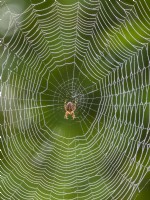 Araneus diadematus - Garden spider on web