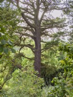 Pinus radiata
 - Monterey Pine