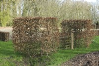 Wooden fence between large pruned hedges Fagus Sylvatica in a block shape.