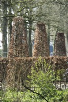 Column shaped Fagus Sylvatica behind hedge Fagus Sylvatica.