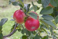Apple - Malus domestica 'Discovery'