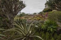 A view over the famous chequred hedges of the Madeira Botanical Gardens, with various succuulents in the foreground. Summer. 