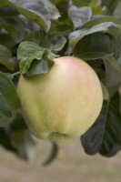Apple - Malus domestica 'Arthur Turner'