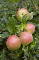 Apple - Malus domestica 'Charles Ross'