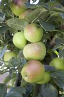 Apple - Malus domestica 'Orleans Reinette'