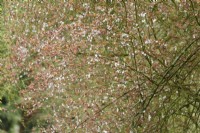 Cherry blossom in the walled garden at Cerney House in March