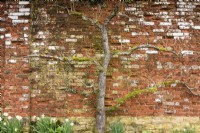 Trained tree on a brick wall at Cerney House Gardens in March