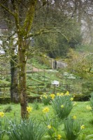 Daffodils on slopes below fruit trees above the walled garden at Cerney House Gardens in spring