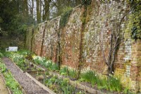 Brick wall at Cerney House Gardens in March, with trained fruit trees and daffodils