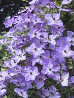 Clematis - Prince Charles