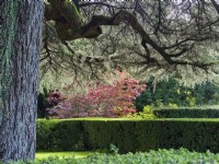 Cedrus libani, Cedar of Lebanon with clipped hedges and japanese maple