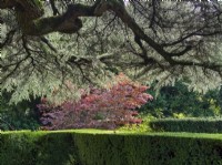 Cedrus libani, Cedar of Lebanon with clipped hedges and japanese maple