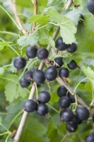 Jostaberry - Ribes x culverwellii