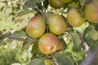 Apple - Malus domestica 'Belle de Boskoop'
