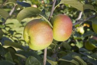 Apple - Malus domestica 'Blenheim Orange'
