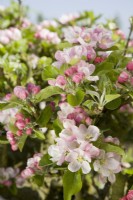 Apple blossom - Malus domestica 'Rosemary Russet'