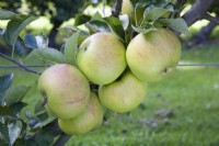 Apple - Malus domestica 'Bountiful'