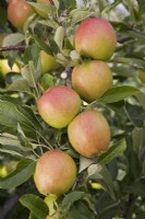 Apple - Malus domestica 'Braeburn'