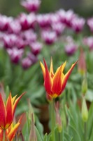 Tulipa 'Fly Away' - Lily Flowered Tulip