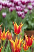 Tulipa 'Fly Away' - Lily Flowered Tulip