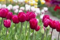 Tulipa 'Arc de Triomphe' - Fringed Tulip
