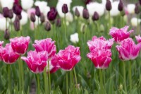Tulipa 'Fancy Frills' - Fringed Tulip