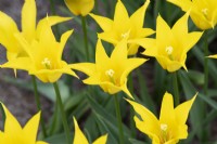 Tulipa 'Flashback' - Lily Flowered Tulip