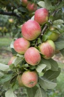 Apple - Malus domestica 'Ceeval' syn. 'Early Windsor', 'Alkmene'