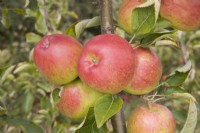 Apple - Malus domestica 'Chivers Delight'