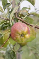 Apple - Malus domestica 'Cornish Gilliflower'