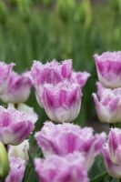 Tulipa 'Oviedo' - Fringed Tulip 