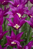 Tulipa 'Purple Dream' - Lily Flowered Tulip