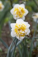 Narcissus 'Westward' - Daffodil