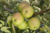 Apple - Malus domestica 'Crispin'