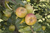 Apple - Malus domestica 'D'arcy Spice'