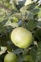 Apple - Malus domestica 'Grenadier'