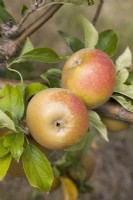 Apple - Malus domestica 'Egremont Russet'