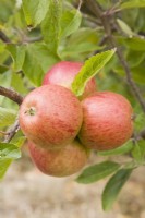 Apple - Malus domestica 'Ellison's Orange'
