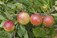 Apple - Malus domestica 'Fiesta'