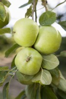 Apple - Malus domestica 'Grenadier'